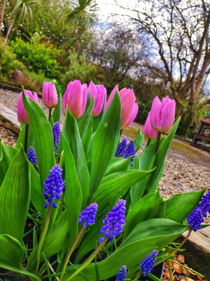 Apartments At Ballinsheen House & Gardens Лісдунварна Екстер'єр фото
